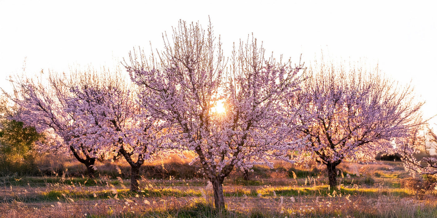 #Mandelblüte